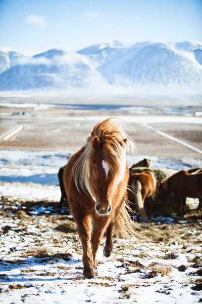 Icelandic Horse