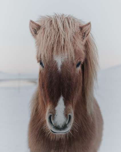 The Icelandic Horse