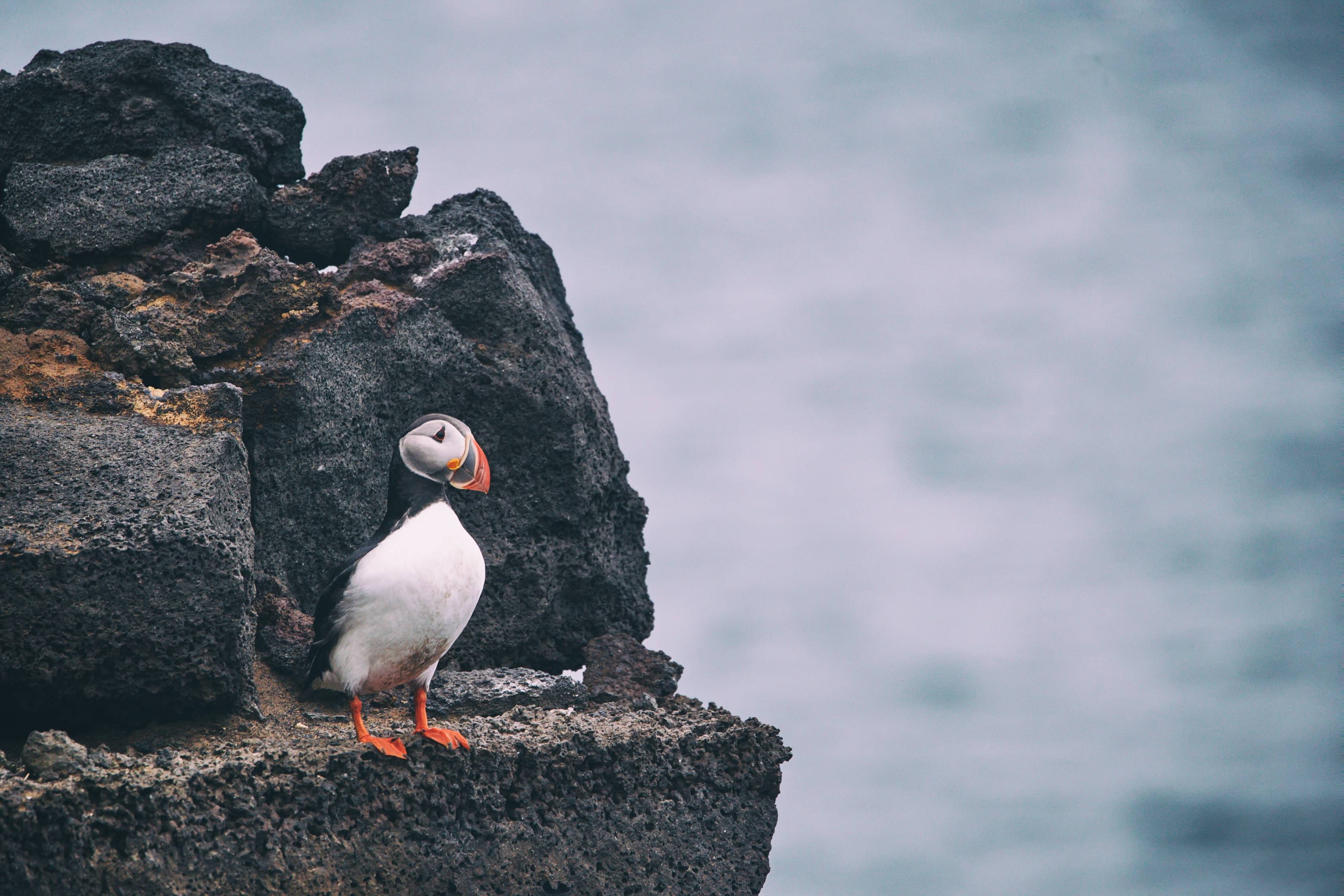 Puffin-standing-on-a-cliff-side-in-Iceland-with-the-ocean-in-the-backround