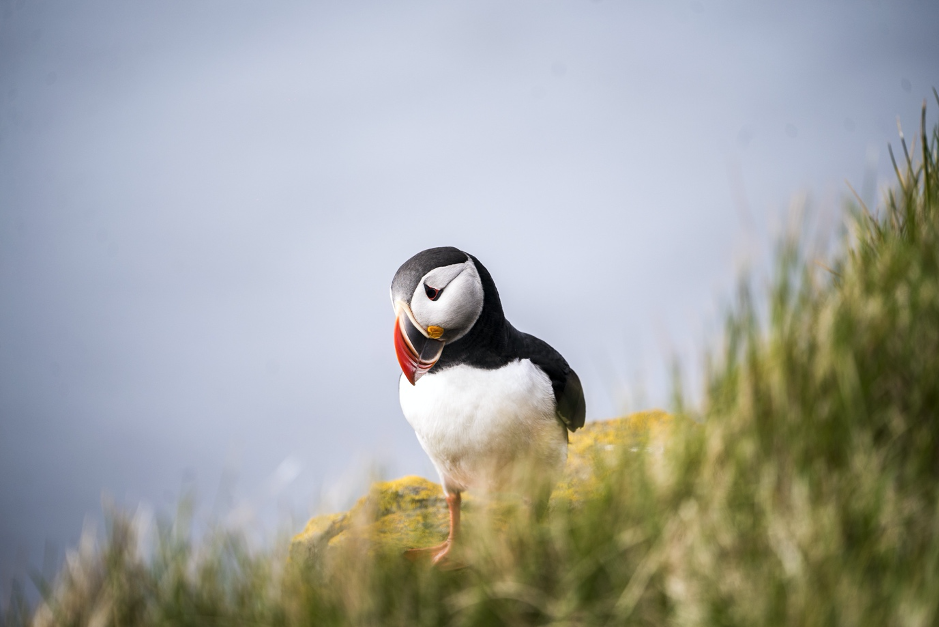 Puffin in Iceland