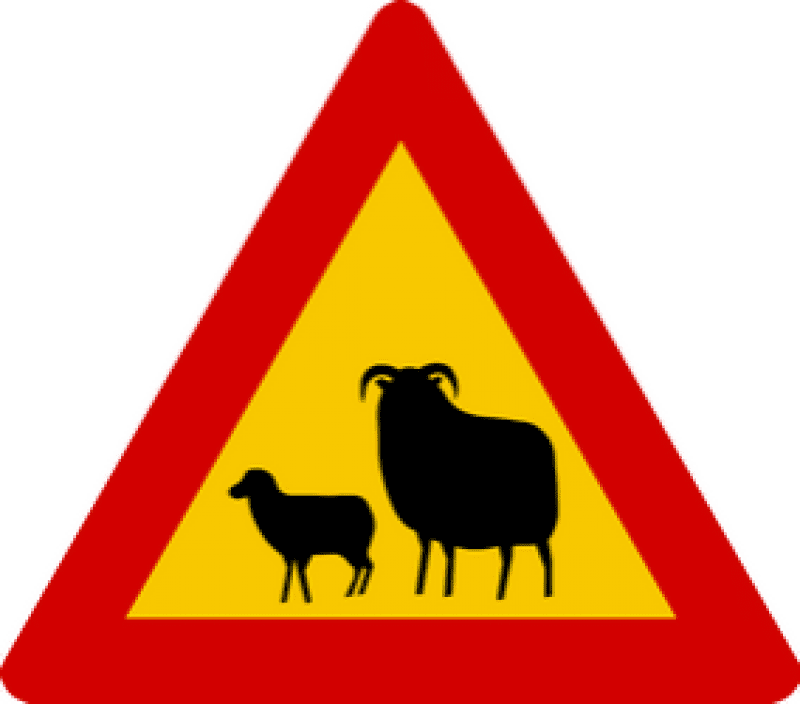 Road sign for sheep in Iceland
