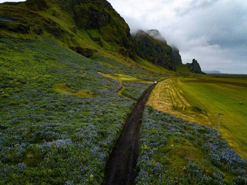 Driving by lupines in Iceland