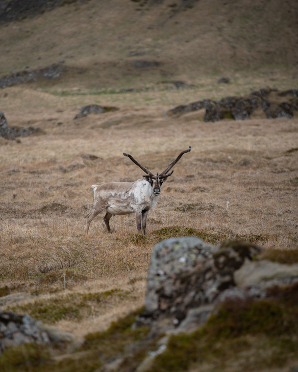 Reindeer in the East of Iceland