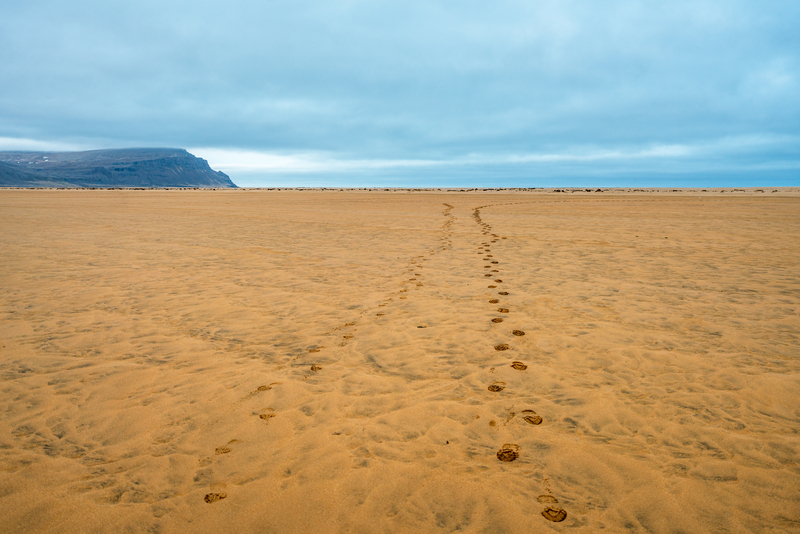 red-sand-beach-in-west-fjords-iceland-footprints-in-the-sand-leading-to-the-ocean