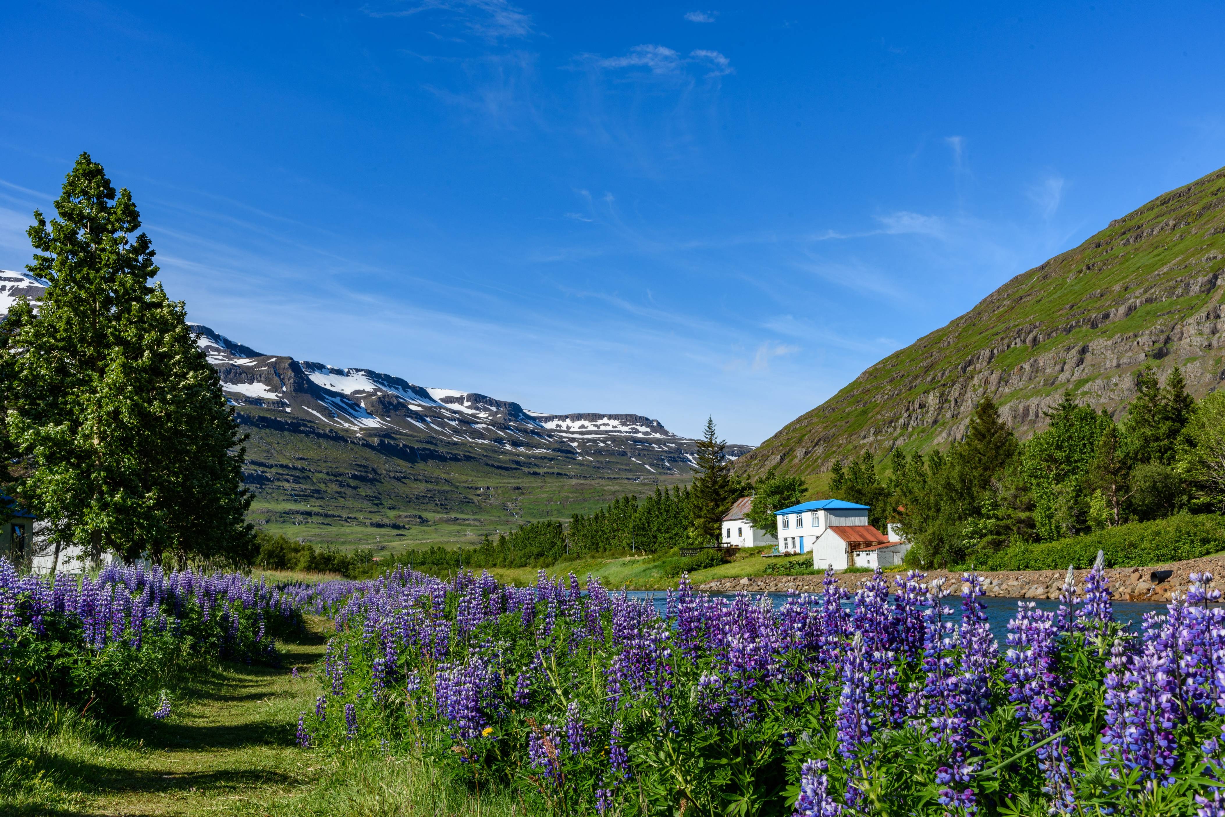 valley-in-iceland-on-a-sunny-day-tall-and-small-trees-and-lupines-with-three-colourful-houses-in-background-standing-by-a-river